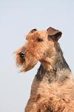 WELSH TERRIER 123